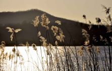golden dream  nicola roggero.jpg